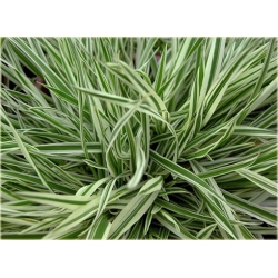 trawa Kłosówka wełnista Tr17